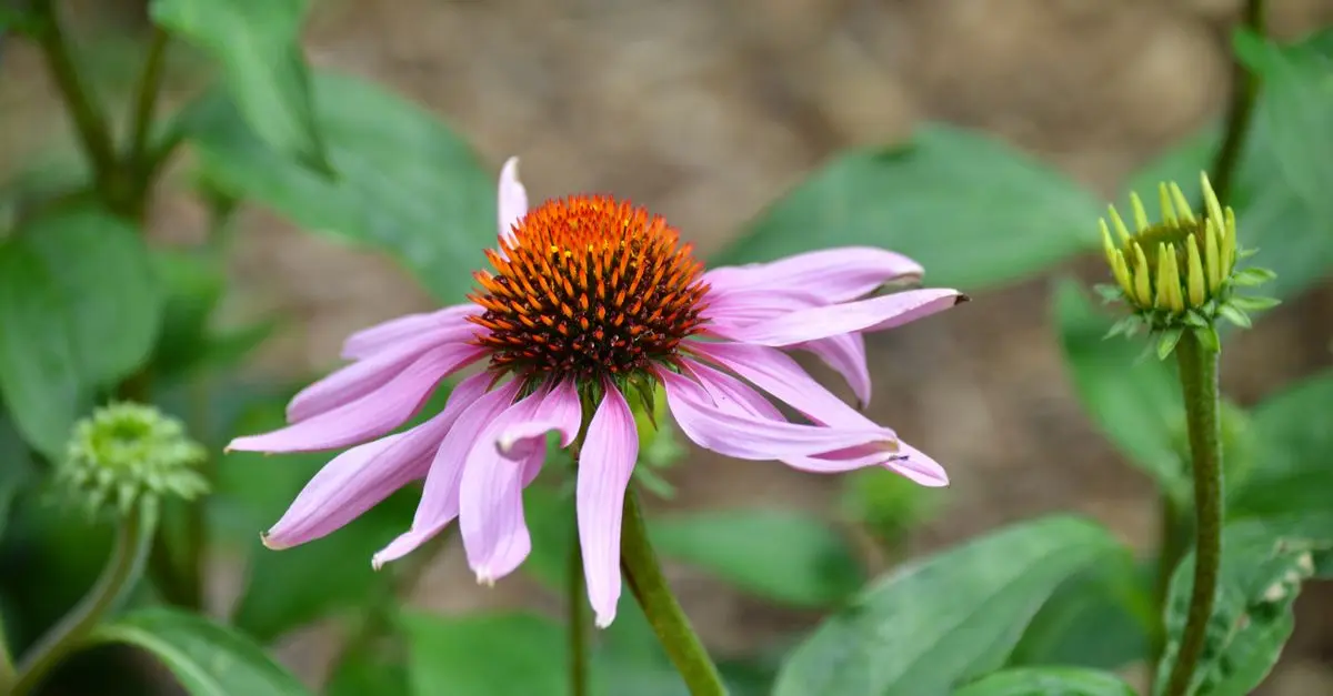 Les plantes vivaces incontournables pour un jardin durable