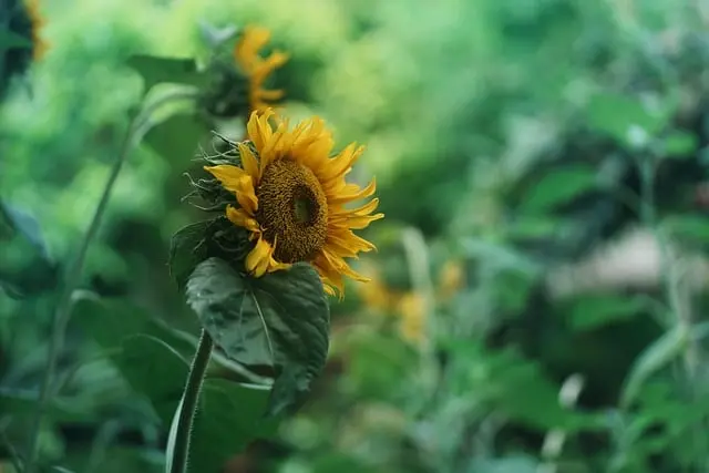 Comment Choisir les Meilleures Plantes pour Votre Jardin
