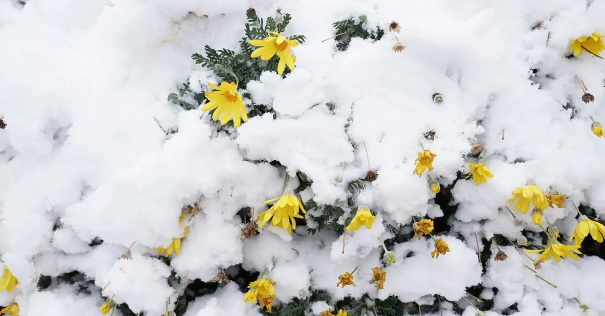Les Plantes Idéales pour Créer un Jardin d'Hiver Éblouissant