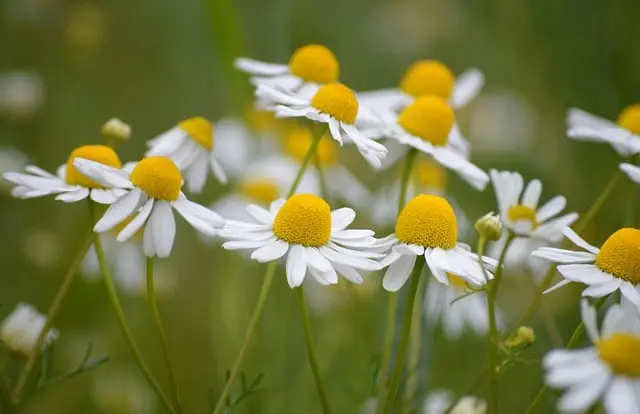 Comment Cultiver des Plantes Aromatiques en Pots : Guide Pratique