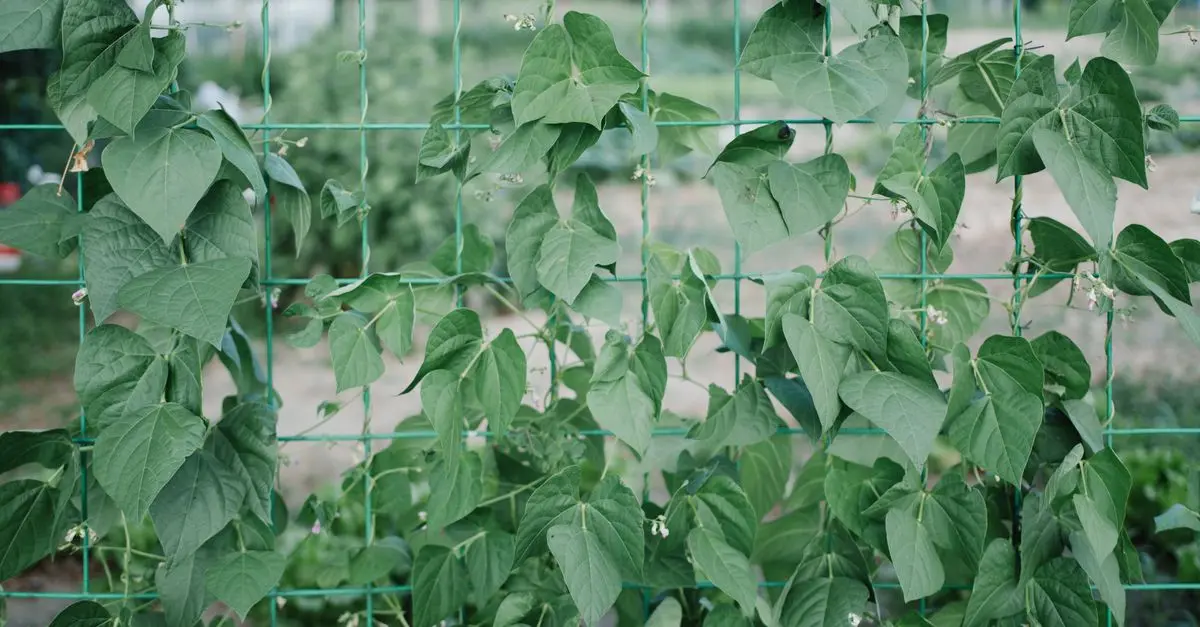 Les Plantes Grimpantes pour Embellir Votre Jardin