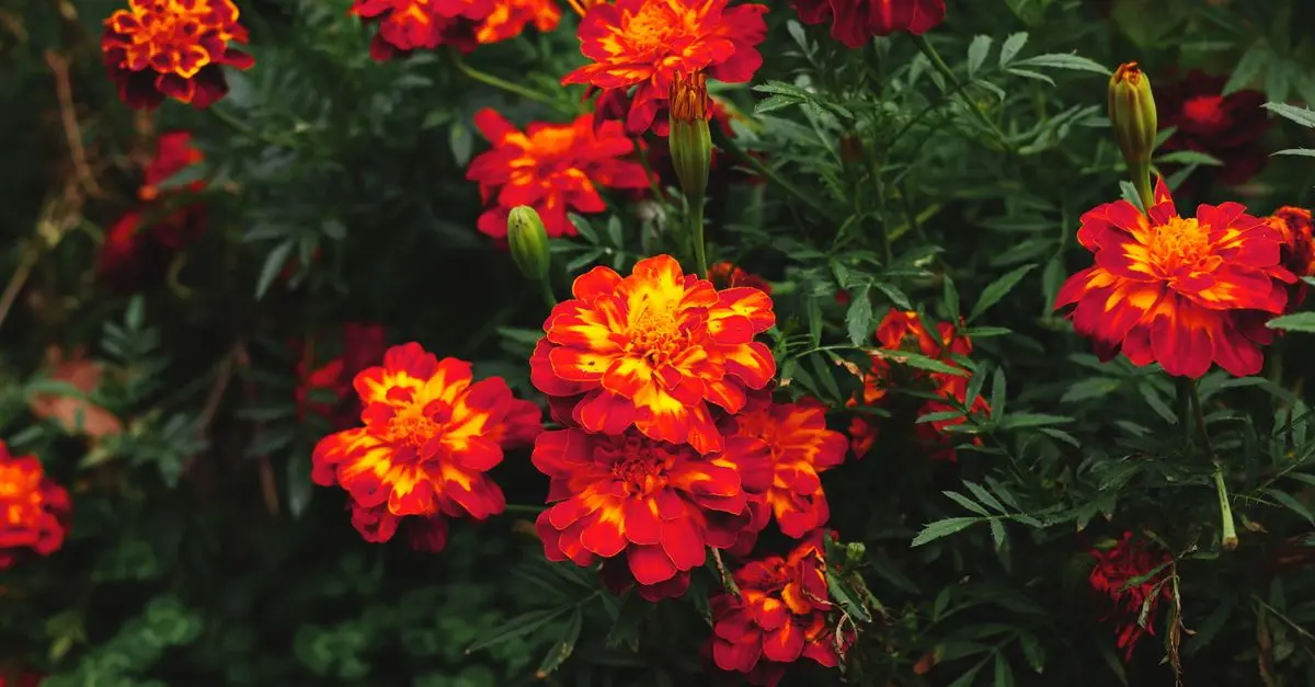 Les erreurs courantes en jardinage et comment les éviter