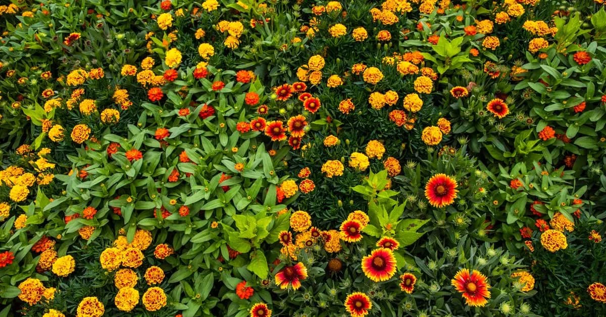 10 Astuces Pour Cultiver des Fleurs Éblouissantes