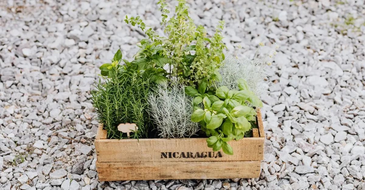 Les Meilleures Plantes Aromatiques à Cultiver dans Votre Jardin