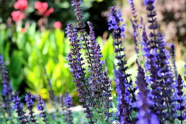 10 Plantes Aromatiques pour un Jardin Éblouissant
