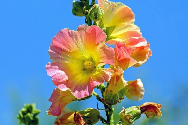 Les 10 Plantes Méditerranéennes À Cultiver Pour Un Jardin Écolo