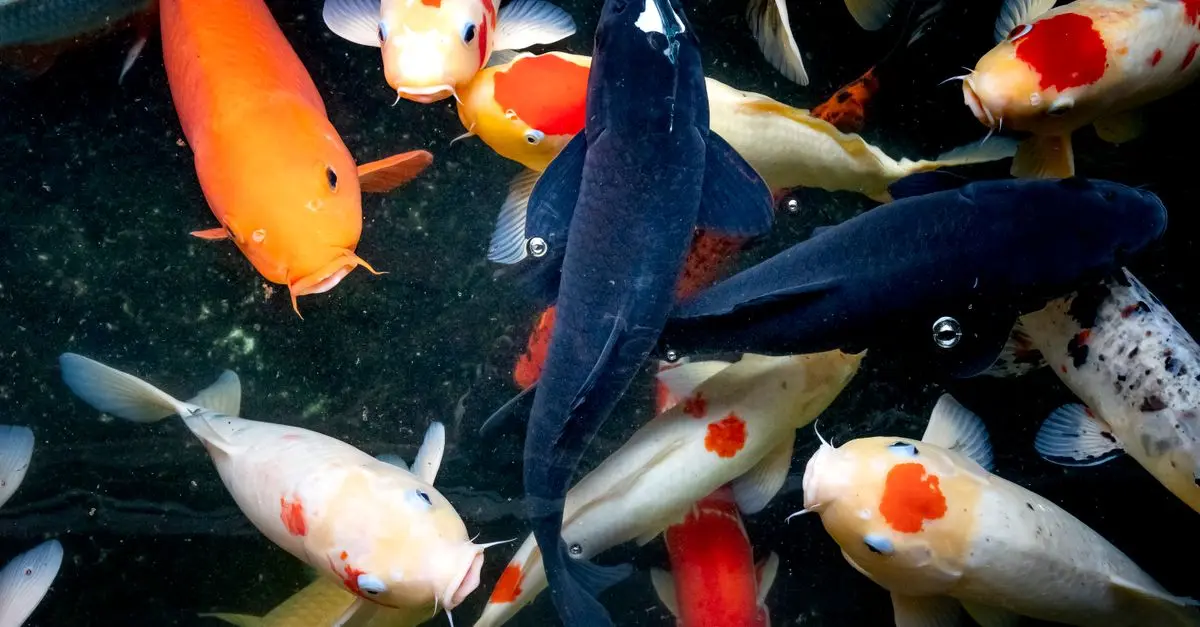 Pourquoi intégrer un bassin d'eau dans votre jardin