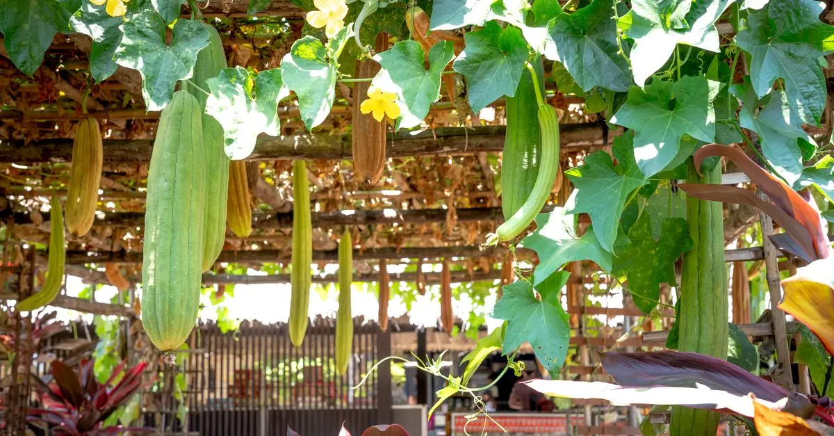 Comment créer un potager bio dans votre jardin