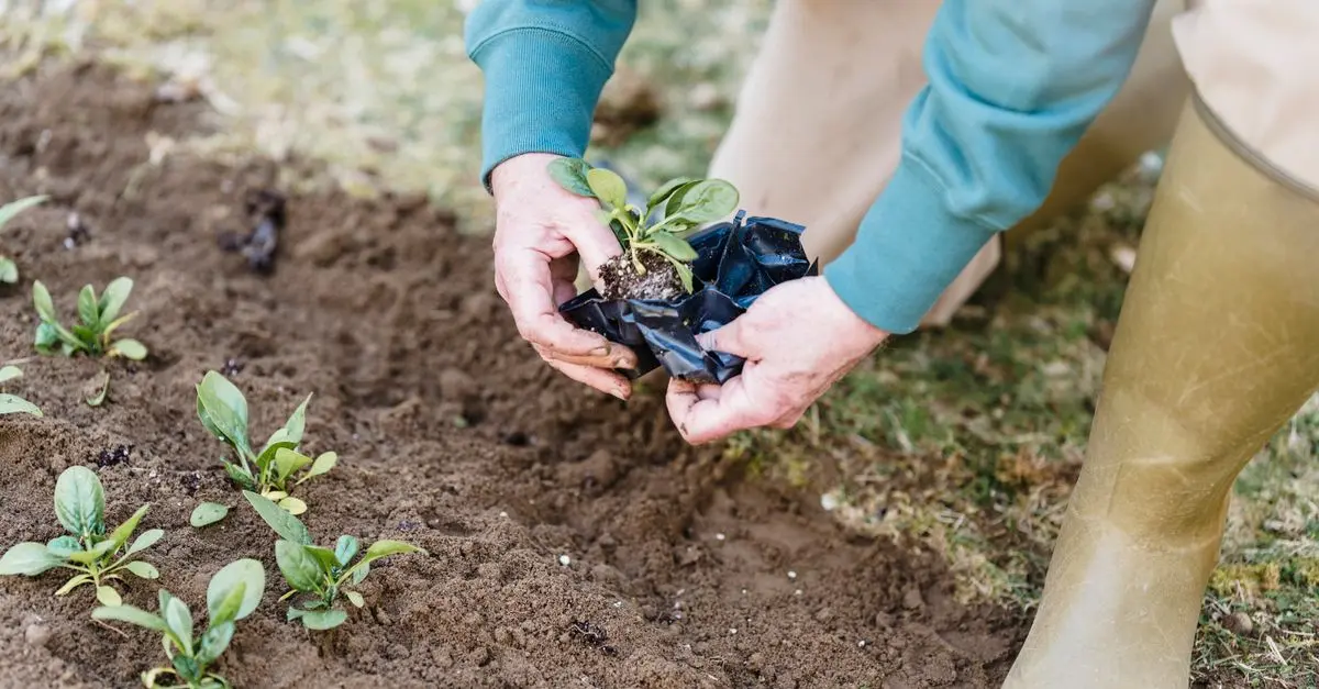 Guide complet pour réussir son jardin potager bio