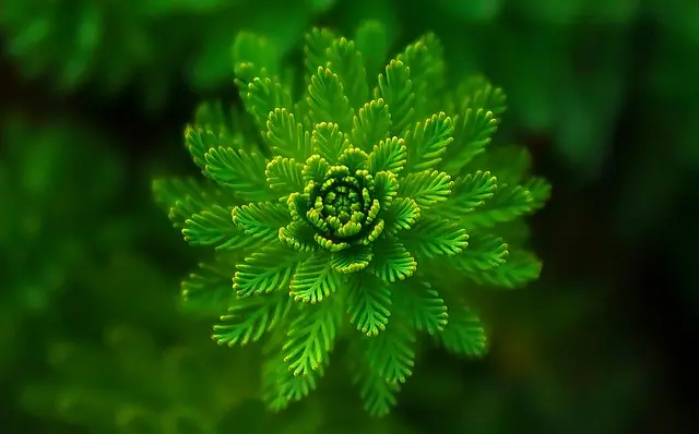 Les Plantes Indispensables Pour un Jardin Écologique