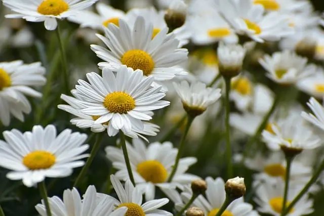 Comment choisir les meilleures plantes pour votre jardin en été