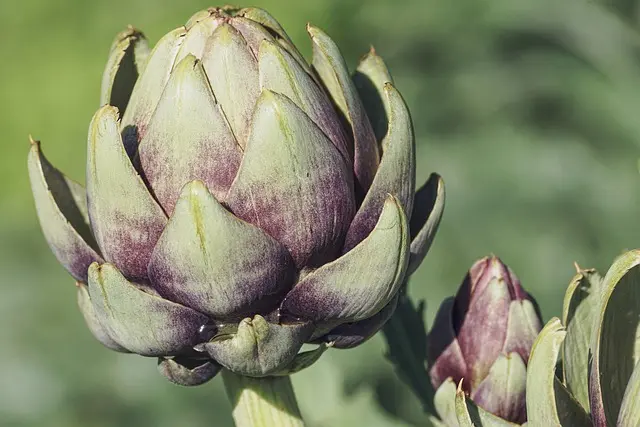 Comment créer un jardin comestible en permaculture facilement
