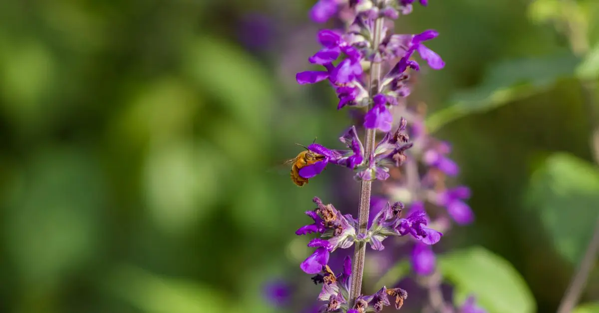 Comment favoriser la biodiversité dans votre jardin