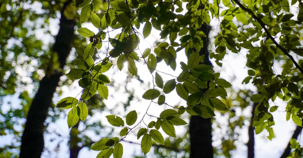 7 Plantes Parfaites pour un Jardin Écologique et Durable