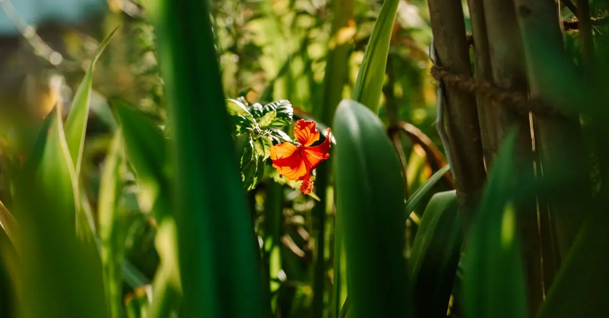 Comment choisir les plantes parfaites pour votre jardin