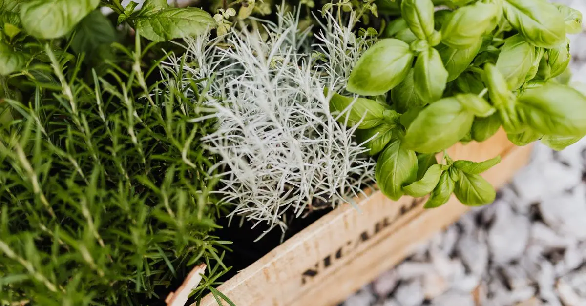 Comment Créer un Jardin Aromatique Épanouissant : Guide Pratique