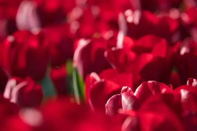 10 Astuces Pour Cultiver Des Fleurs Éblouissantes Dans Votre Jardin