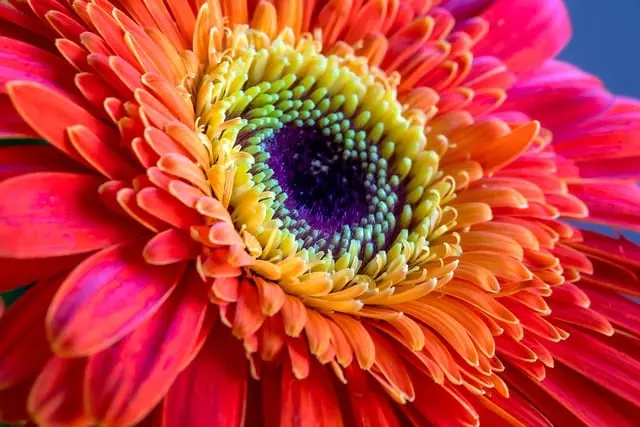 10 Astuces Pour Créer Un Jardin Biodiversifié