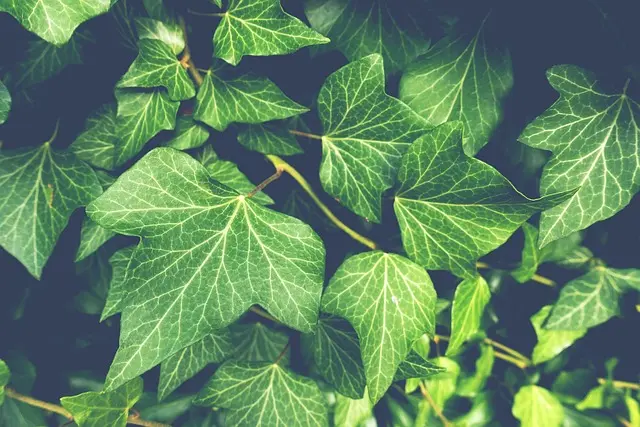Les meilleures astuces pour réussir votre potager bio