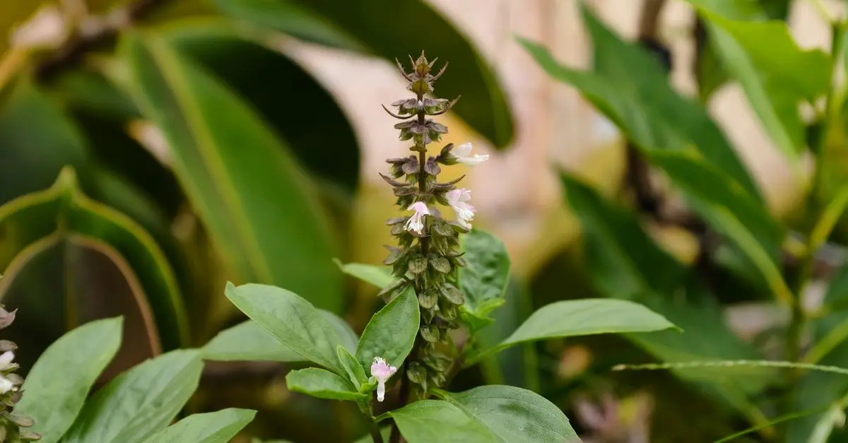 Les Plantes Parfaites pour un Jardin Intime et Écologique