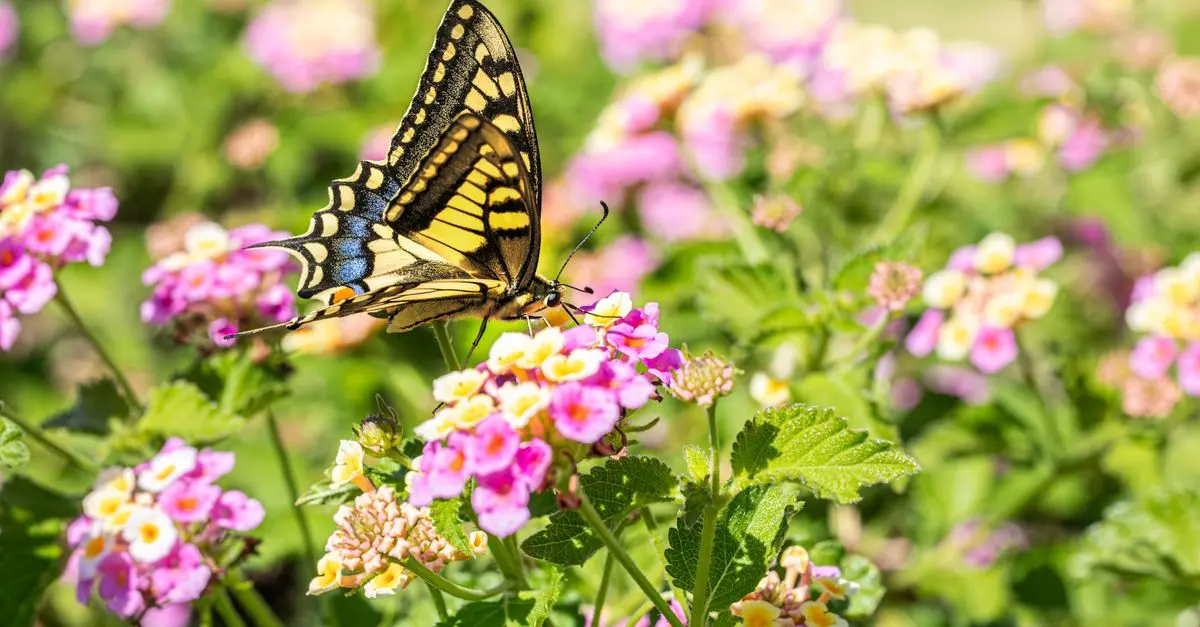 Créer un jardin fleuri et attractif pour les pollinisateurs