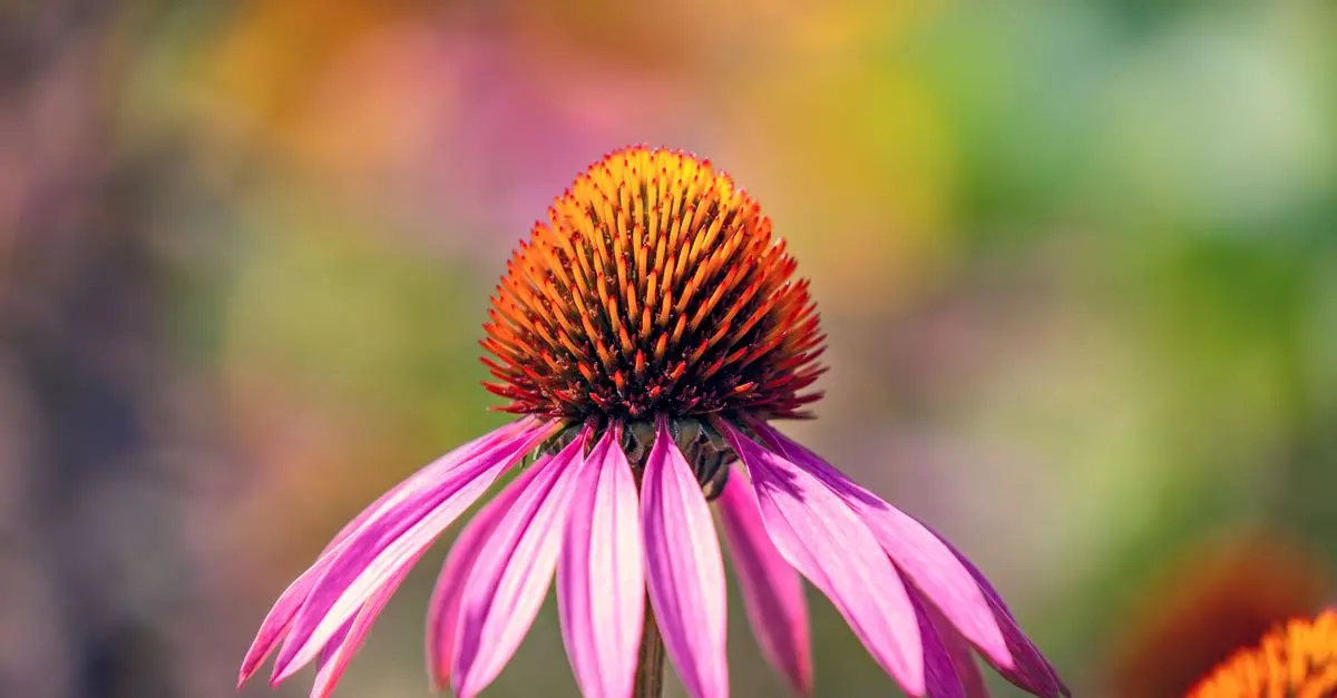10 Plantes Médicinales à Cultiver pour Votre Bien-Être