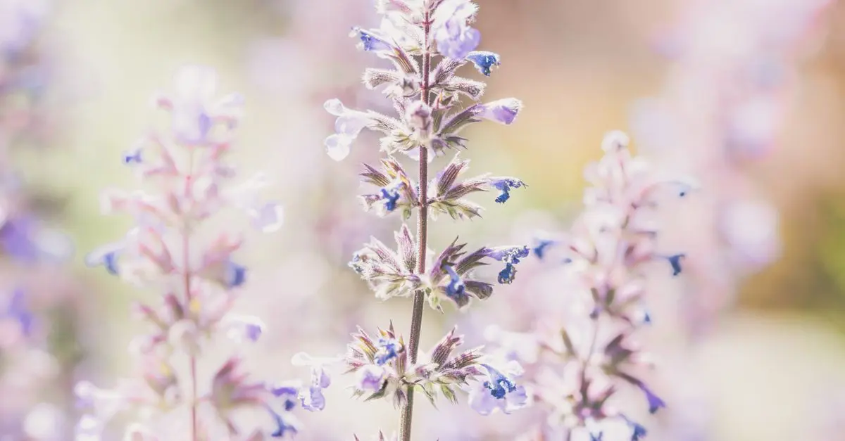 Les Plantes Médicinales Incontournables à Cultiver