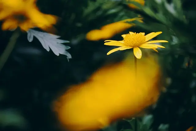 Les meilleures astuces pour un jardin d'hiver épanouissant