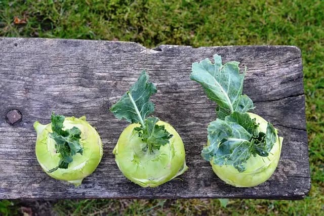 Comment Planifier Votre Jardin Pour Maximiser l'Espace