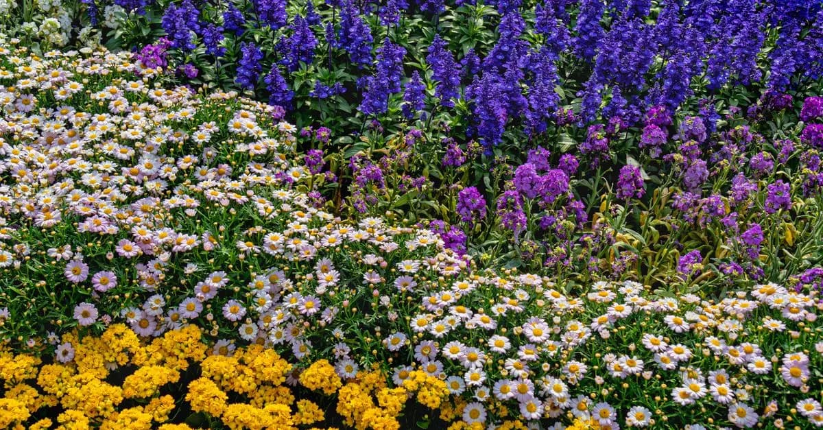 10 Plantes Méditerranéennes à Cultiver pour un Jardin Écologique
