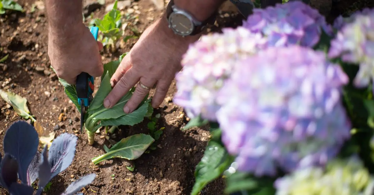 10 Astuces pour Réussir votre Jardin d'Hivers