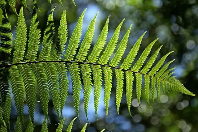 Comment Créer Un Jardin Écologique et Durable : Guide Pratique