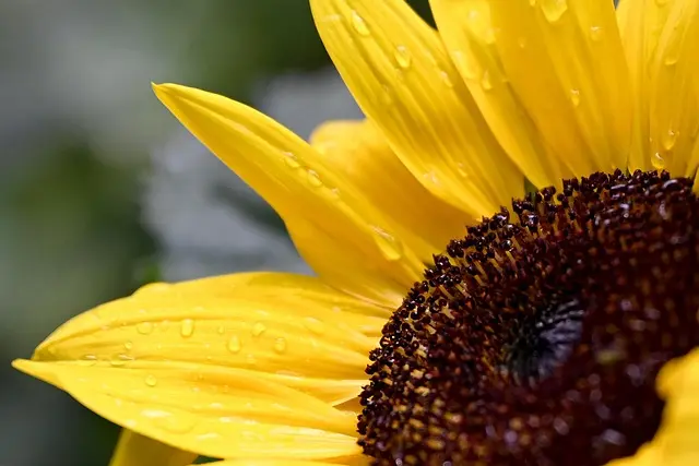 Les erreurs fréquentes en jardinage et comment les éviter