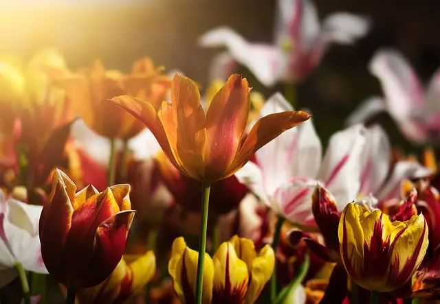 10 Astuces Pour Bien Débuter Votre Jardinage