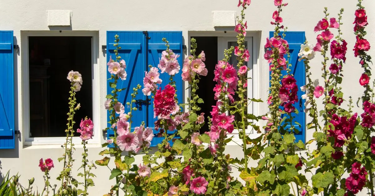 Comment créer un jardin de fleurs comestibles : guide pratique