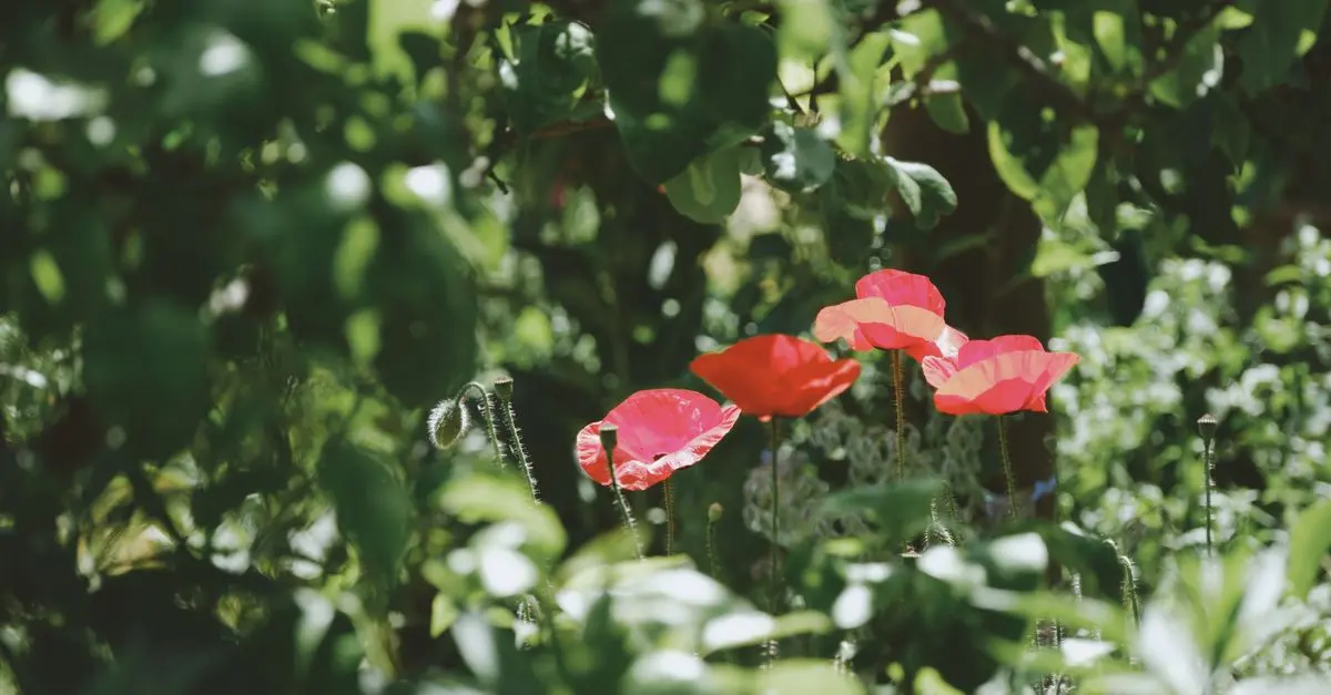 Jardinage pour les nuls : Guide complet pour débuter avec succès