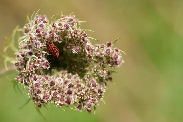 10 Plantes Indispensables pour un Jardin Écologique