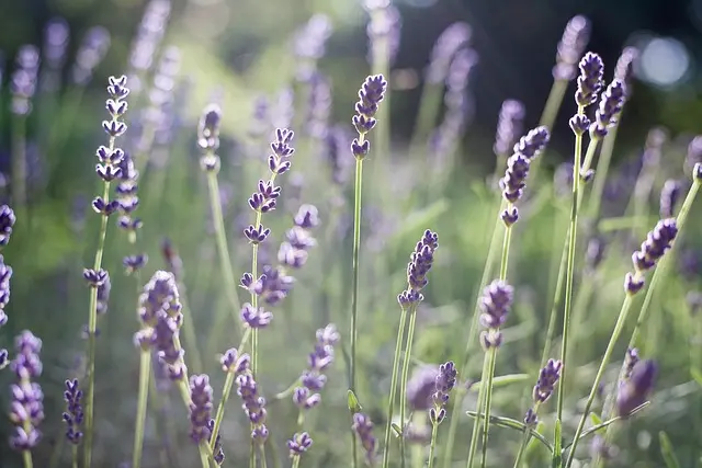 Comment créer un jardin aromatique en pleine terre : Guide pratique