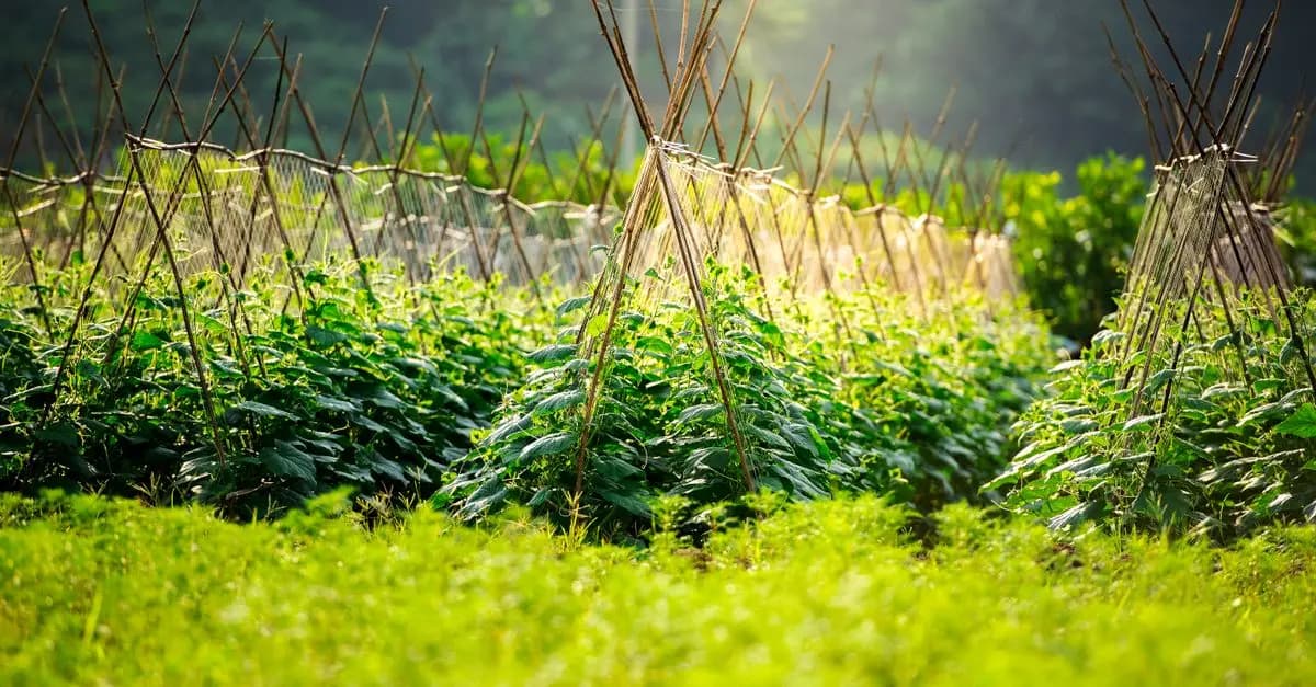 Comment Utiliser les Plantes Compagnes pour Optimiser Votre Potager