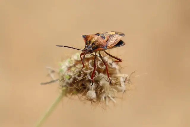 Comment Créer un Jardin Écologique Pour Attirer la Faune