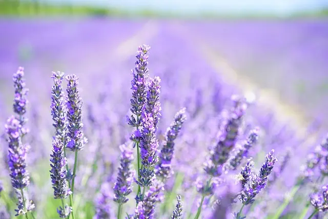 7 Plantes Medecinales Essentielles Pour Votre Jardin