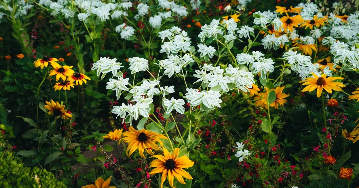 Les Plantes Méditerranéennes : Guide Complet pour Votre Jardin