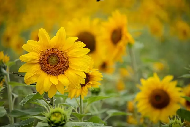 10 Plantes Idéales pour un Jardin d'Été Éblouissant