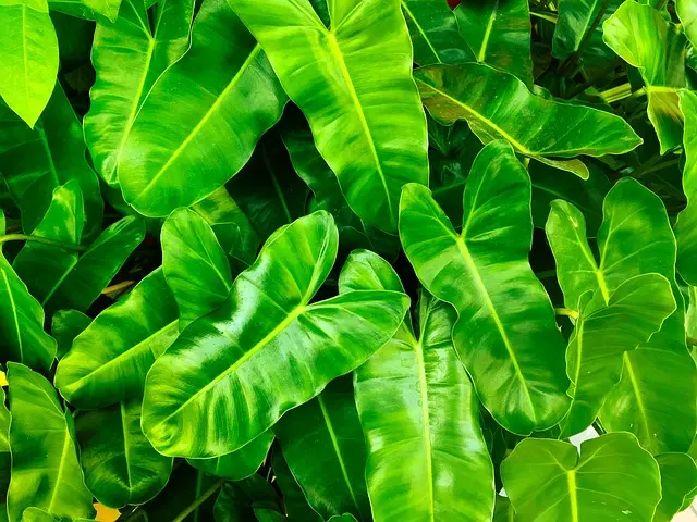 Comment Créer un Jardin Écologique en 5 Étapes Simples