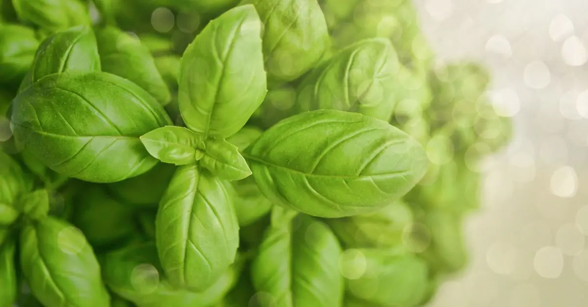 Cultiver des herbes aromatiques en intérieur