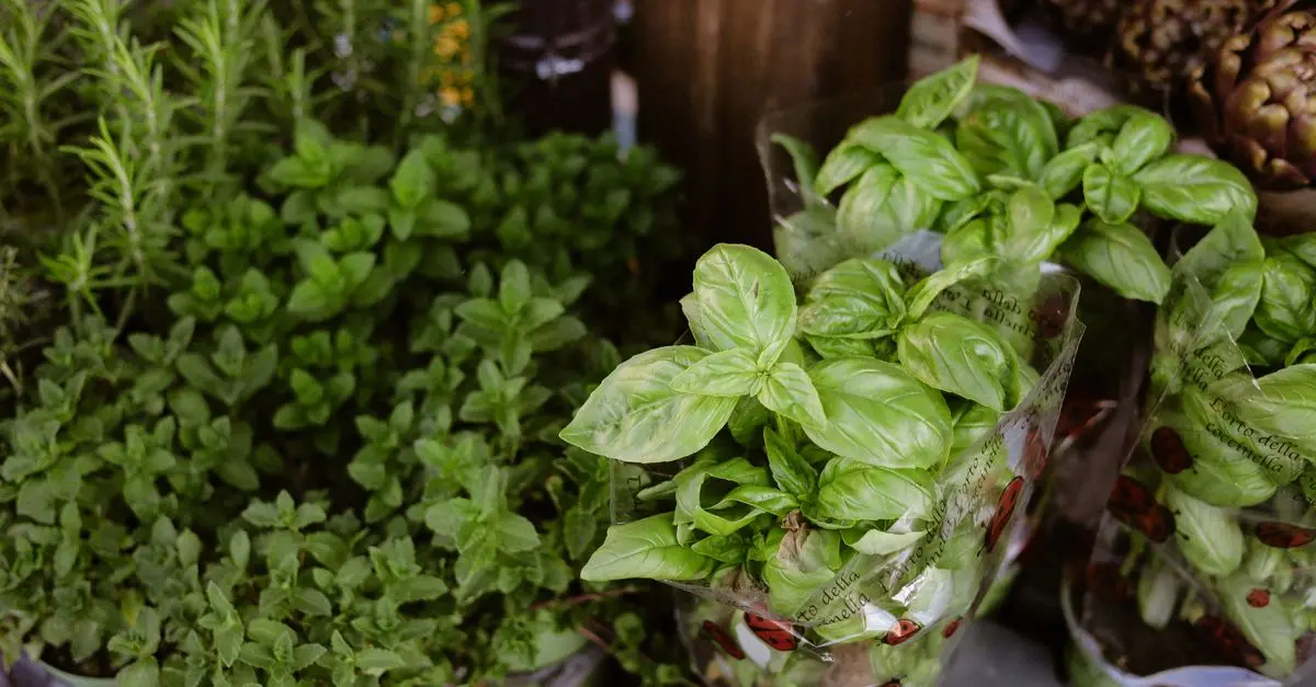 Comment créer un jardin aromatique facilement et efficacement
