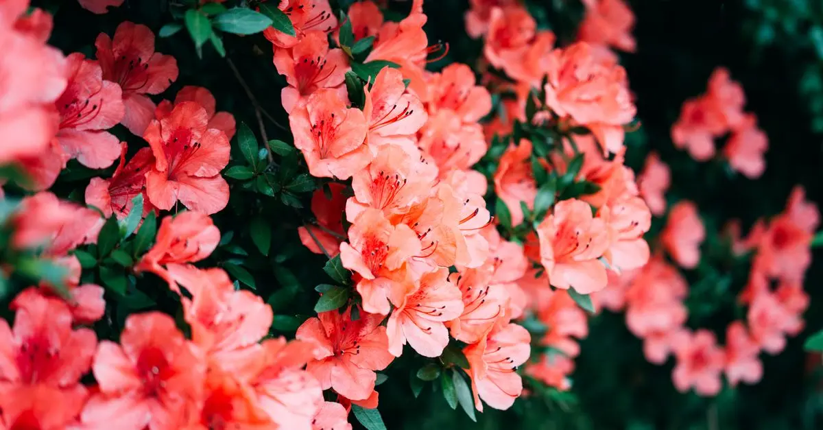 Les Plantes Indispensables Pour Créer un Jardin d'Hiver Éblouissant