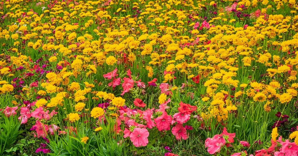 Les meilleures plantes d'extérieur pour un jardin éblouissant