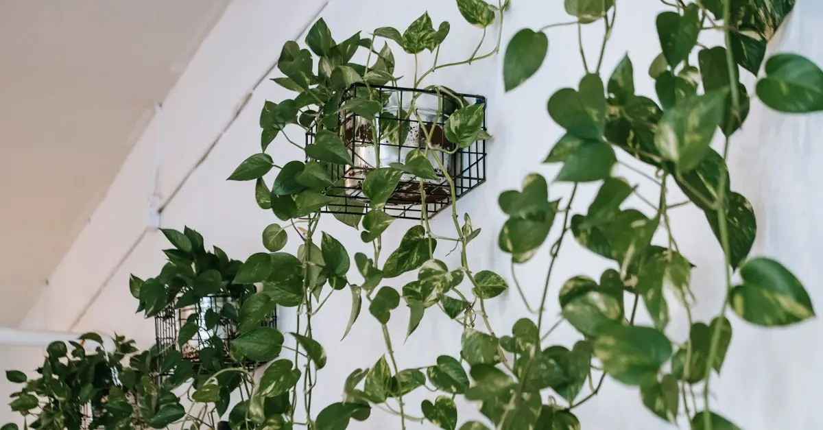 Comment créer un jardin vertical pour un espace optimisé