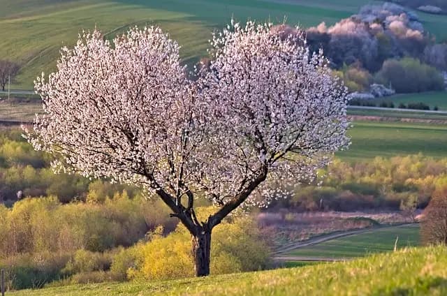 10 Astuces Pour Créer Un Jardin Écologique Épanouissant
